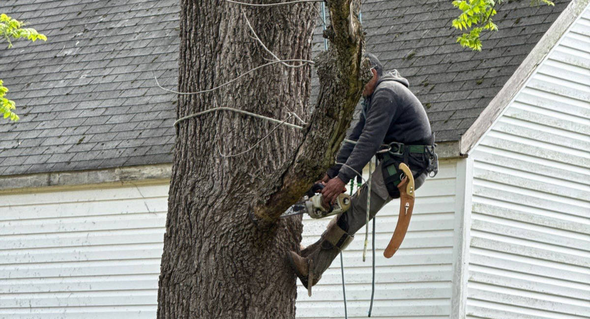 Local tree service company cutting down a tree